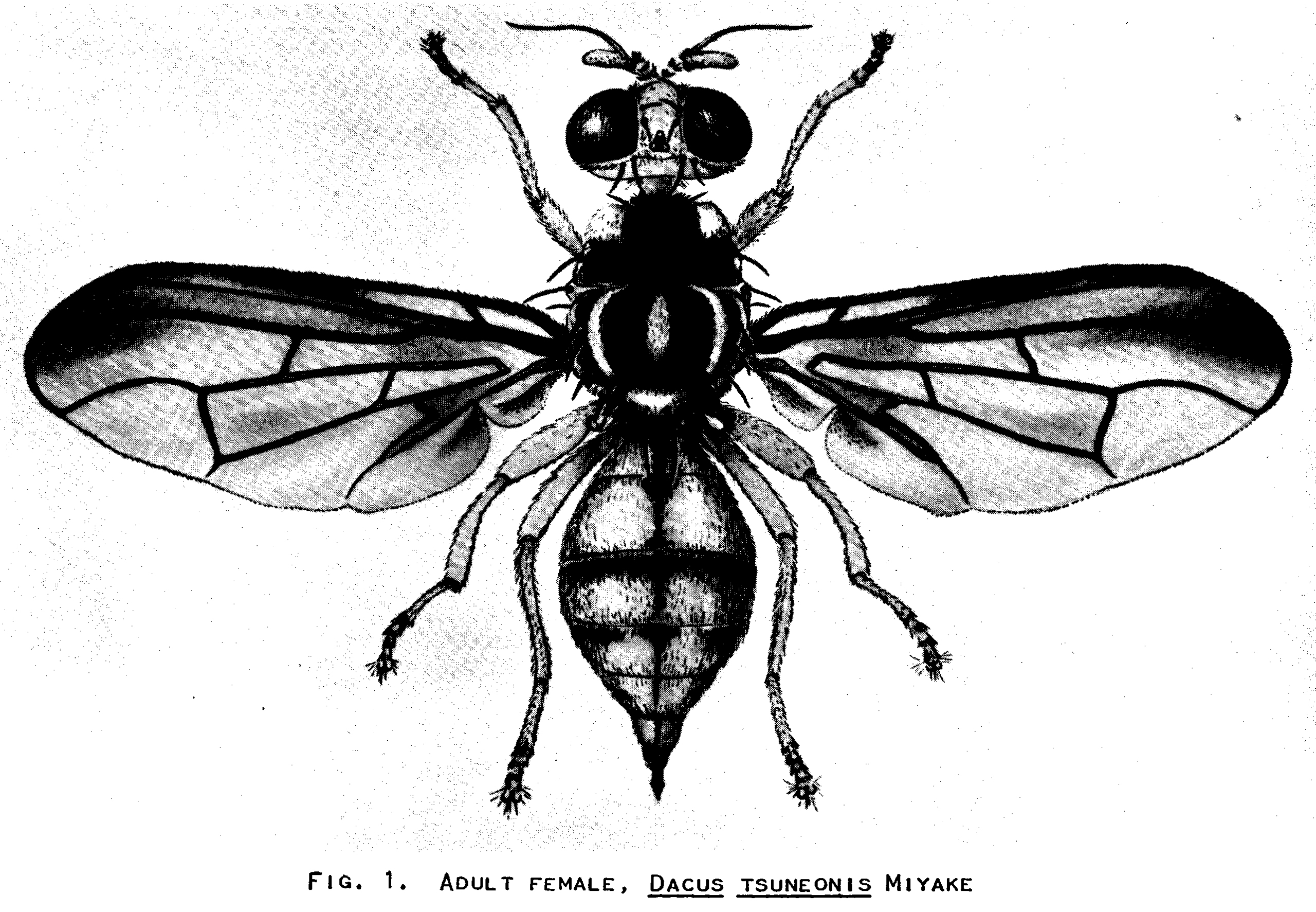 Japanese Orange Fly (Dacus Tsuneonis Miyake) – The Florida State