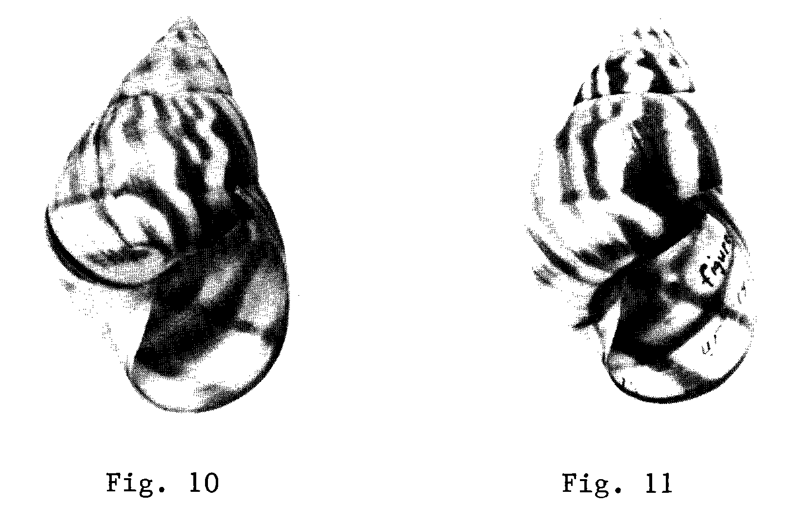 A Key To The Tree Snails Of Florida – The Florida State Collection of ...