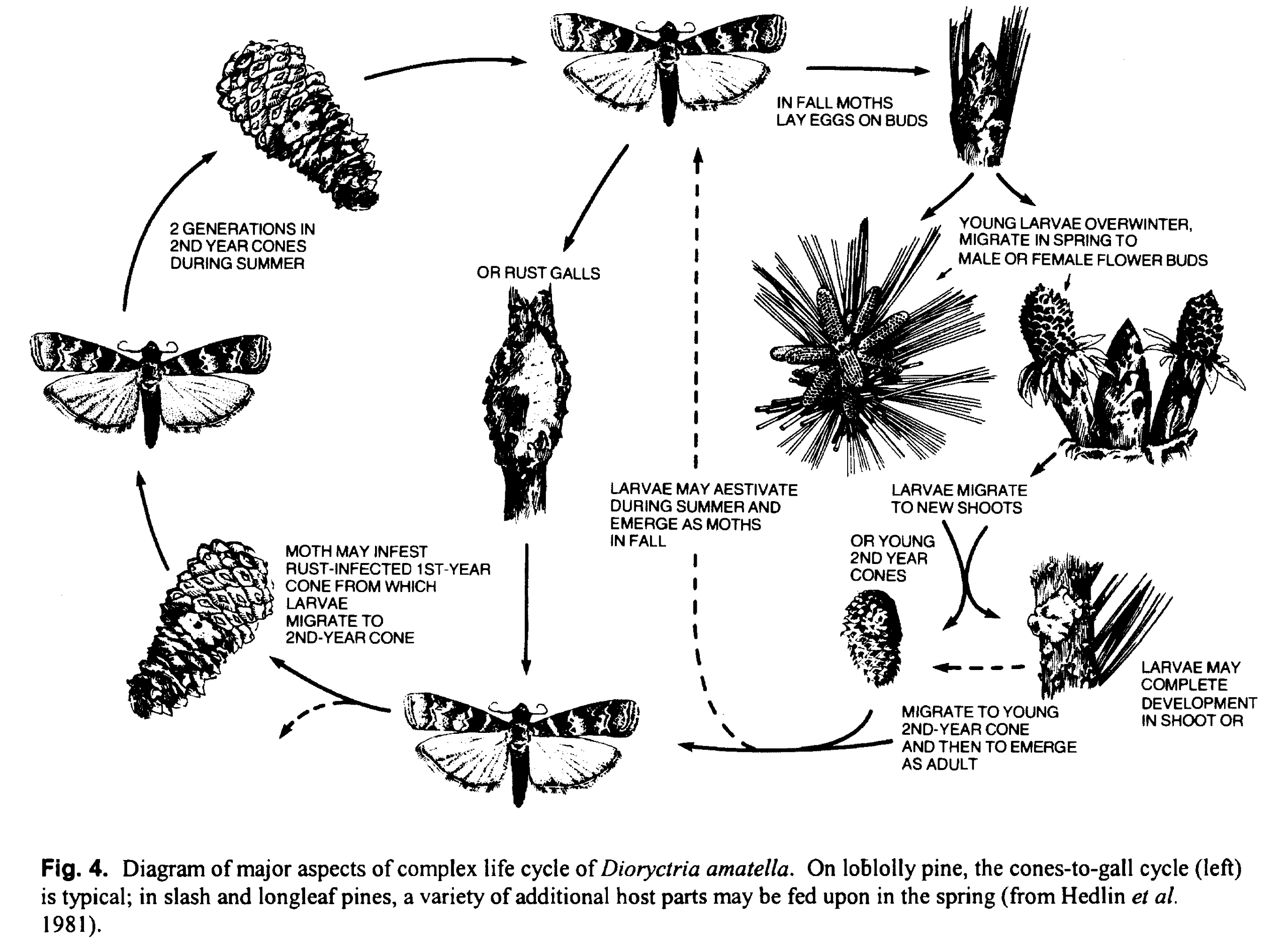 The Southern Pine Coneworm, Dioryctria amatella (Hulst) – The Florida ...