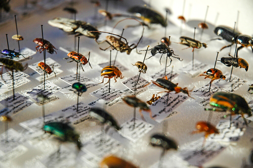 A collection of pinned specimen donations