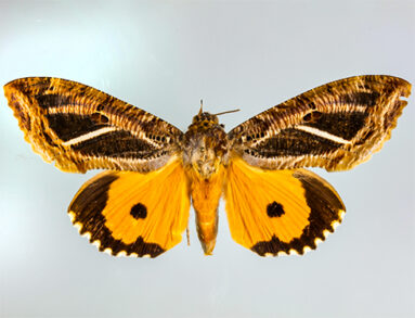 Eudocima materna from the Lepidoptera Collection gallery