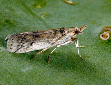 Cactus moth