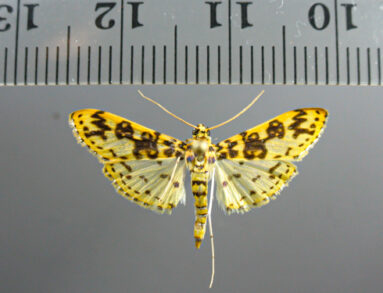 Asturodes_fimbriauralis_(Crambidae)