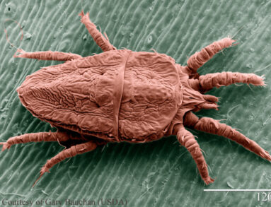 Brevipalpus phoenicus from the Acariformes and Parasitiformes Collection gallery