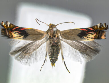 Calliprora_leucaenae_(Gelechiidae)