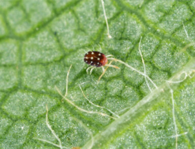 European red mite - Panonychus ulmi