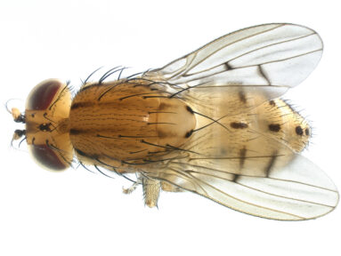 Lauxaniid Dade Co dorsal from Diptera Collection