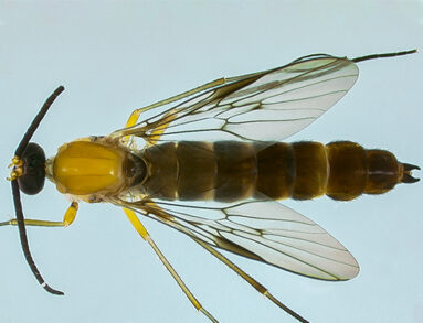Olbiogaster sackeni from Diptera Collection