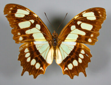 Siproeta_stelenes_(Nymphalidae) from the Lepidoptera Collection gallery