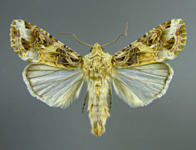 Spodoptera_ornithogalli_(Noctuidae) from the Lepidoptera Collection gallery