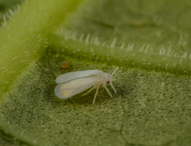 Whitefly from the Hemiptera Collection Gallery