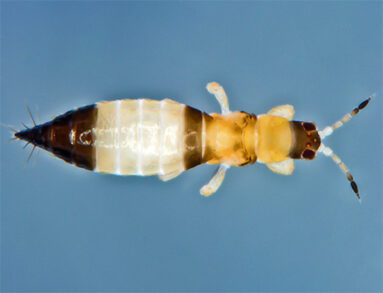 Sudanensis Anaphothrips from the Thysanoptera Collection gallery