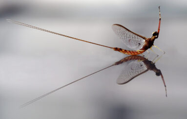 Closeup Of Mayfly On Reflective Surface. Unusual And Interesting Perspective