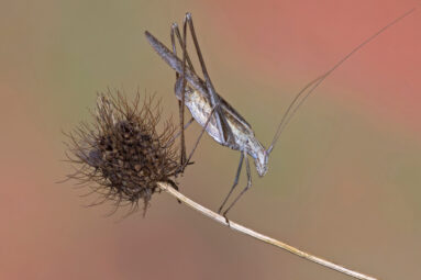 Tylopsis Lilifolia from the Orthoptera and Relatives Collection gallery