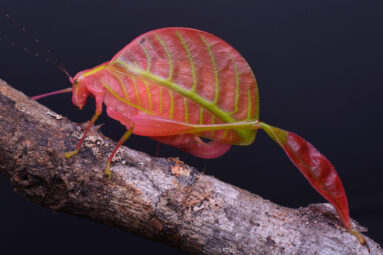 Eulophophyllum Lobulatum from the Orthoptera and Relatives Collection gallery