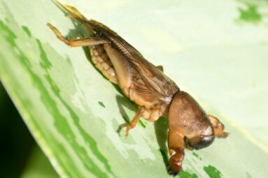 Mole Cricket