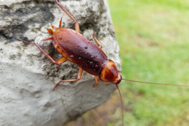 American Cockroach