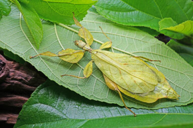 Phyllium siccifolium