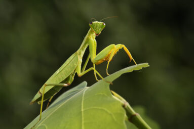 Sphondromantis