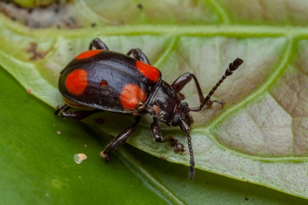 Beetle on a leaf