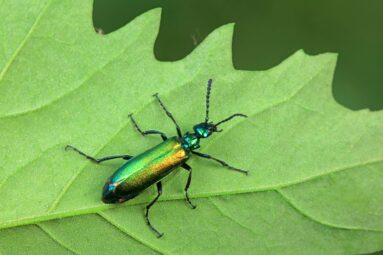 Iridescent beetle on a green leaf