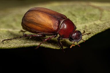 Coleoptera Collection beetle
