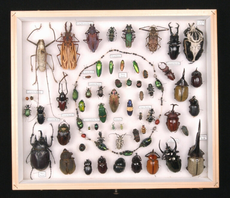 Collection of beetles stored in an airtight box to protect from damage.