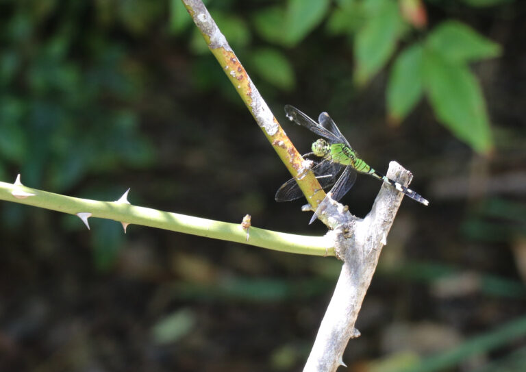 This dragonfly resting on a rose bush would be easily captured with an insect net.