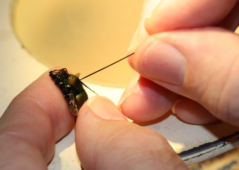 Insect getting pinned to be mounted.