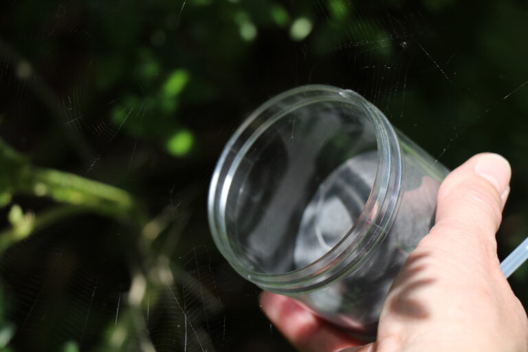 Collecting spider out of spider web with a jar.