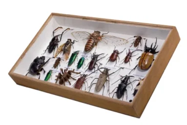 Box of Pinned specimens