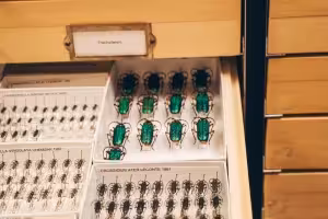 Open drawer with trays of pinned specimens