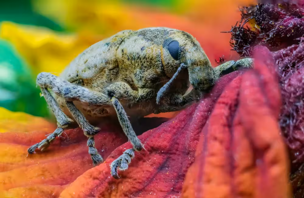 Weevil