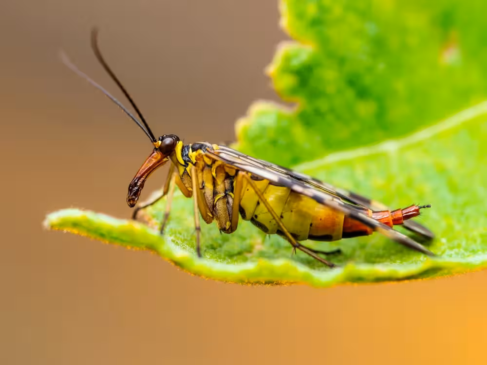 Scorpion Fly