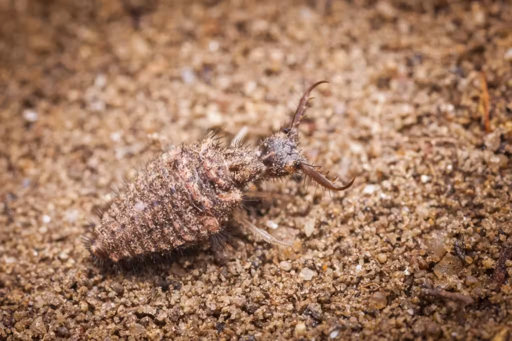 Neuropterida