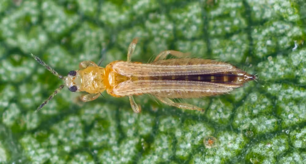 Thysanoptera