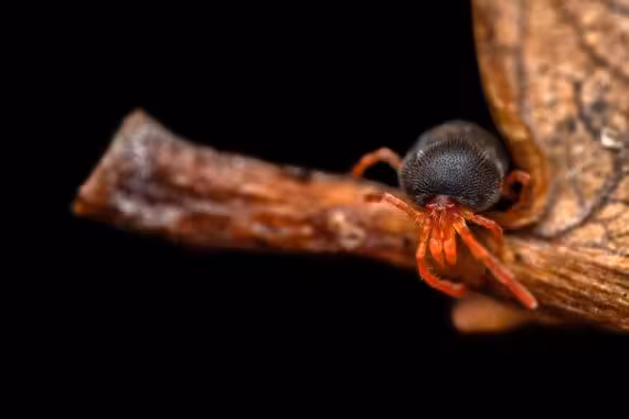 Acariformes and Parasitformes