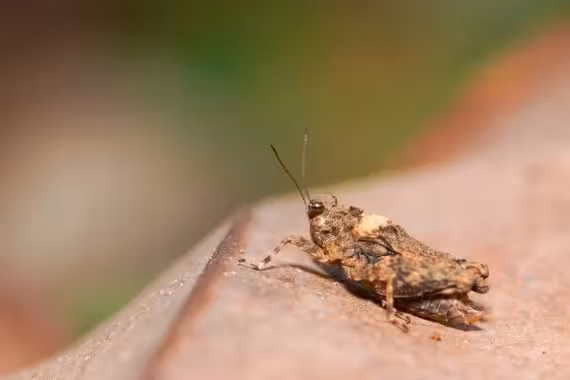 Orthoptera