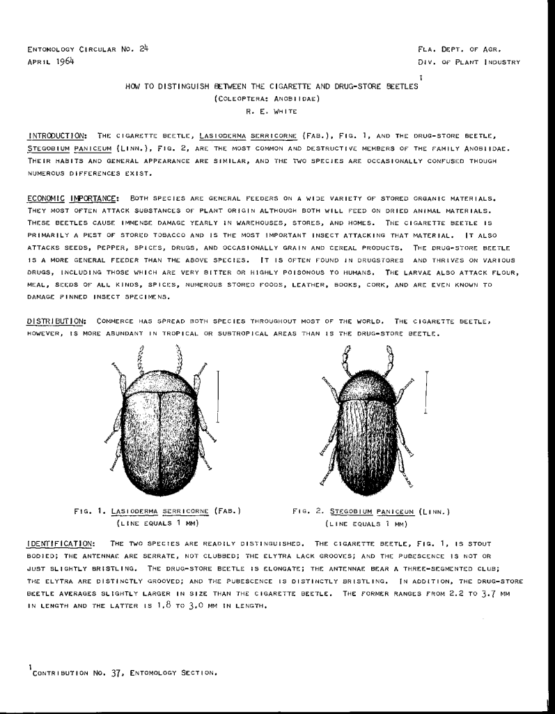 cigarette beetle diagram How To Distinguish Between The Cigarette And Drug-Store Beetles – The