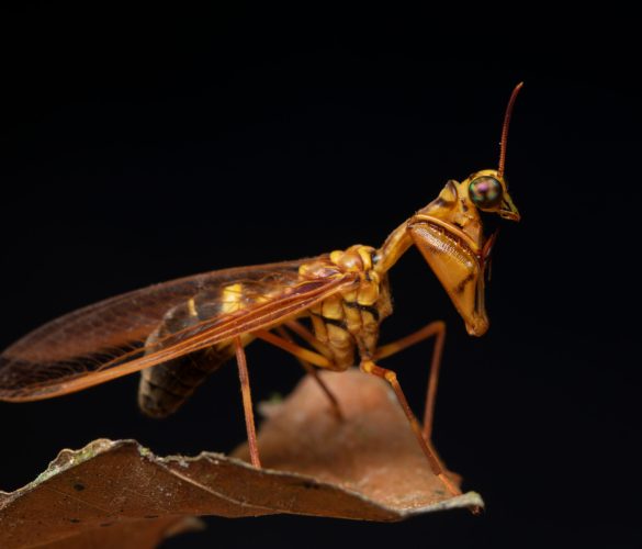 Close Up of a Mantidfly (mantispidae) from the Neuropterida Collection gallery