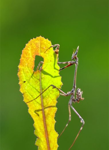 Publications page. About this photo: European mantis - ( Mantis religiosa )