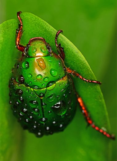 Green Beetle from the Publications page