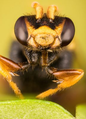 Nomad Bee - (Nomada leucophtalma)