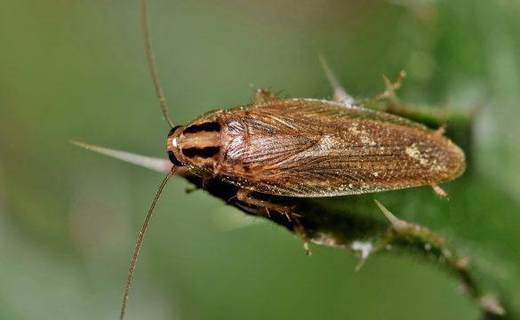 German Cockroach; Orthoptera and Relatives