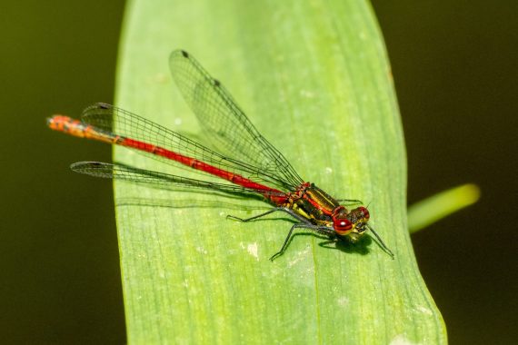 Red Damselfly from the ODONATA Collection